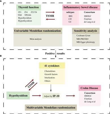 Casual associations of thyroid function with inflammatory bowel disease and the mediating role of cytokines